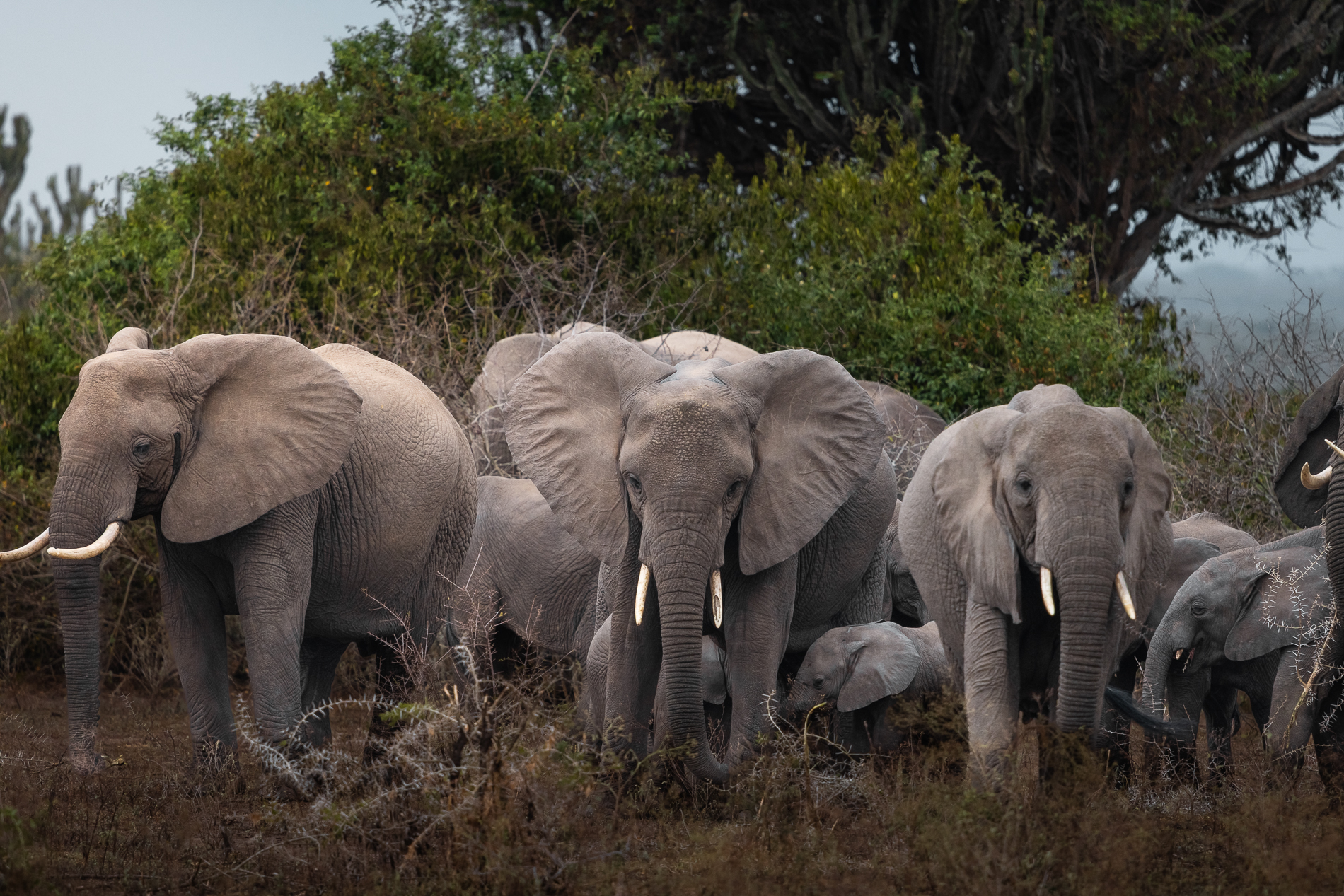 Elefantenherde mit Jungtieren im Queen Elizabeth Nationalpark, Uganda