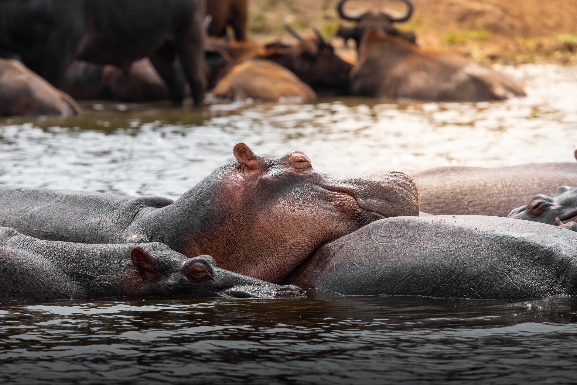 Flusspferde im Wasser im Queen Elizabeth Nationalpark